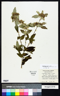 Pycnanthemum incanum image