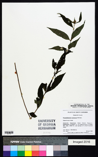 Pycnanthemum montanum image