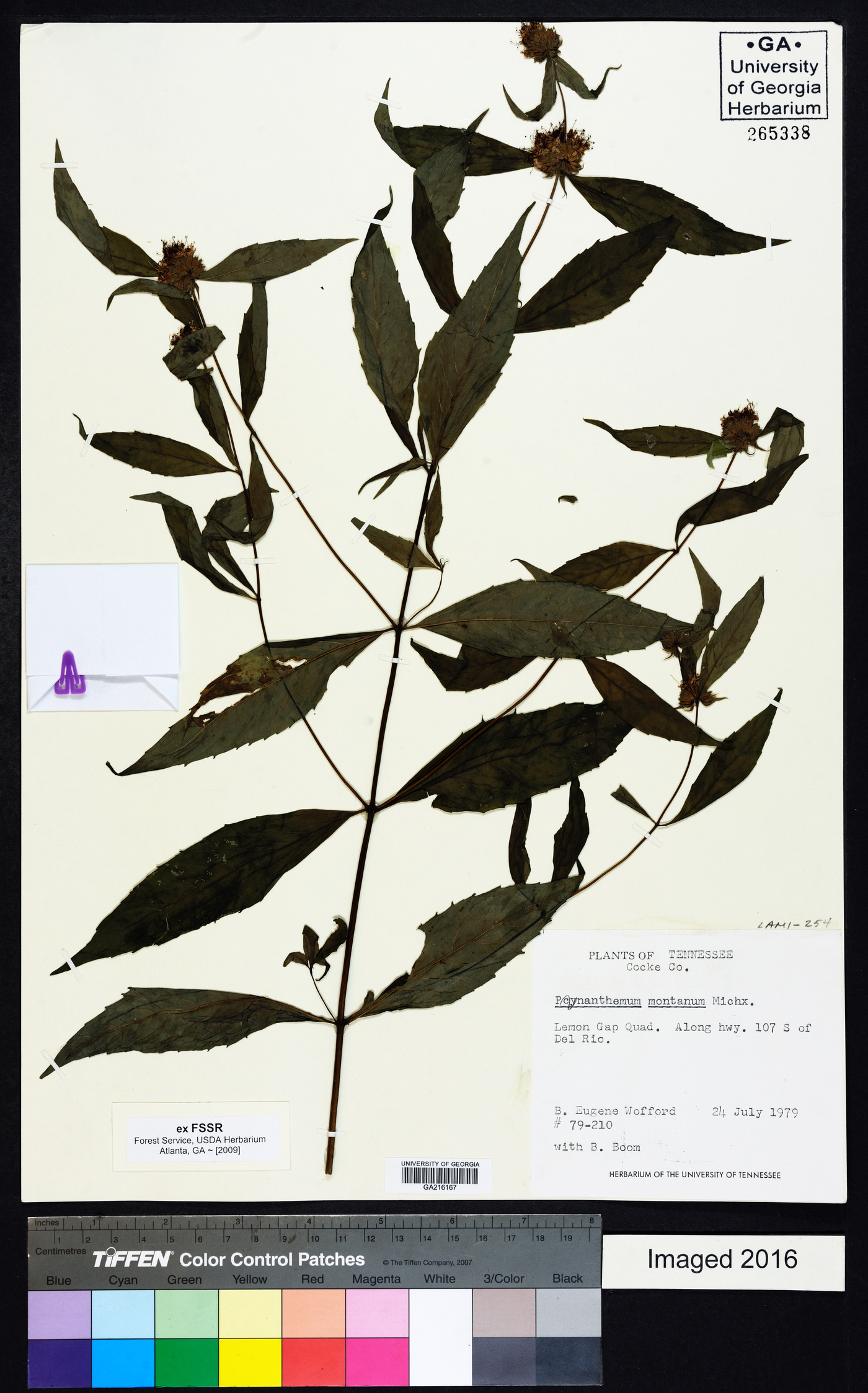 Pycnanthemum montanum image