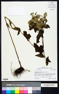 Pycnanthemum muticum image