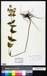 Pycnanthemum muticum image