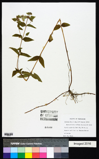 Pycnanthemum muticum image