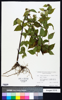 Pycnanthemum muticum image