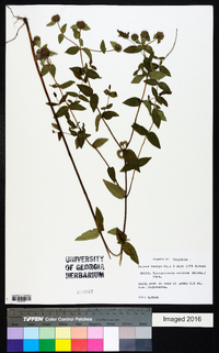 Pycnanthemum muticum image