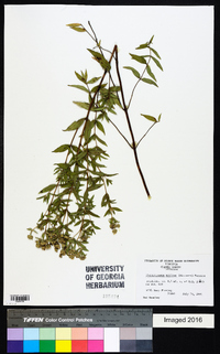 Pycnanthemum muticum image