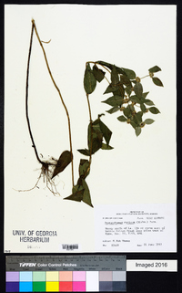 Pycnanthemum muticum image