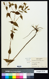 Pycnanthemum muticum image