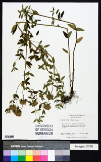 Pycnanthemum setosum image