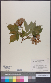 Acer ginnala image