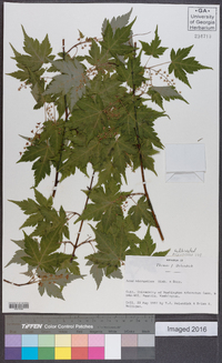 Acer micranthum image