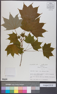 Acer pictum subsp. pictum image