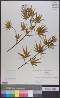 Acer palmatum var. amoenum image