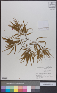 Acer palmatum image