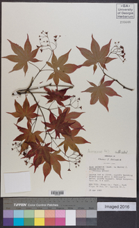 Acer palmatum f. atropurpureum image