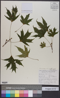 Acer platanoides image