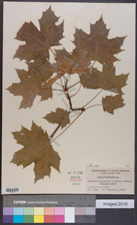 Acer platanoides image