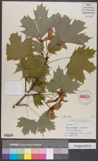 Acer platanoides image