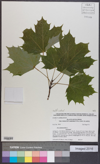 Acer platanoides image