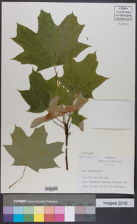 Acer platanoides image