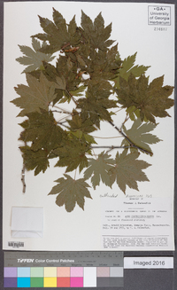 Acer pseudosieboldianum image