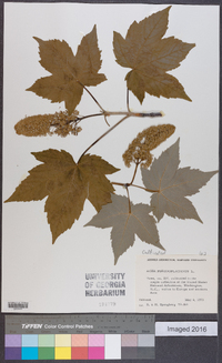 Acer pseudoplatanus image