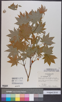 Acer sieboldianum image