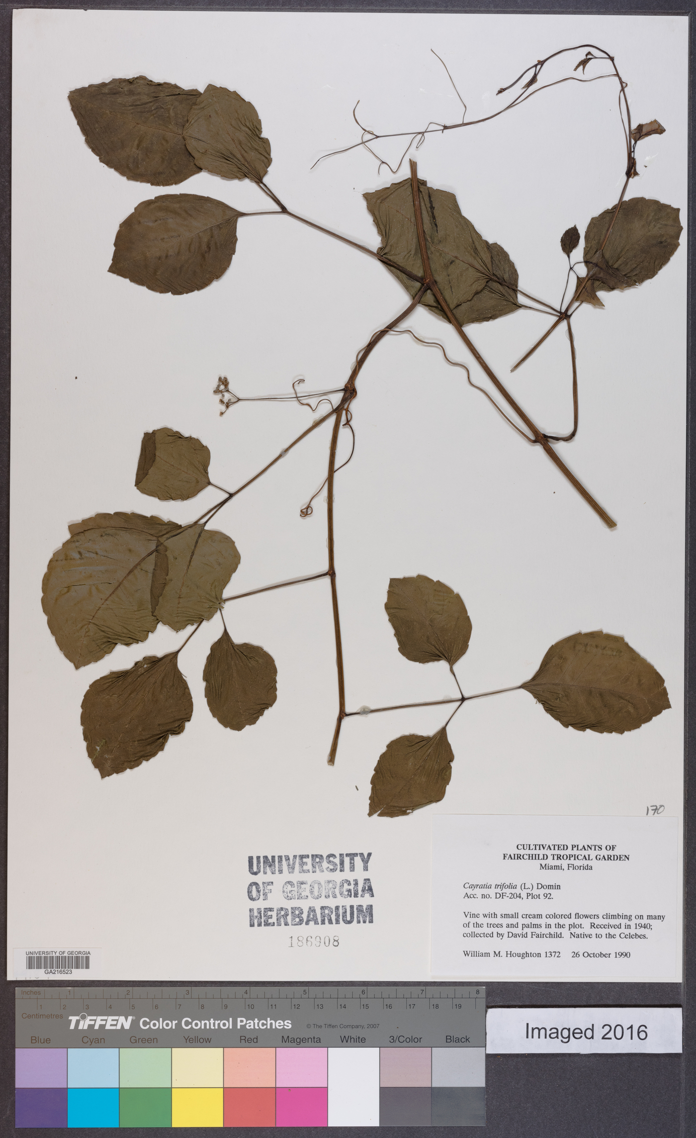 Cayratia trifolia image