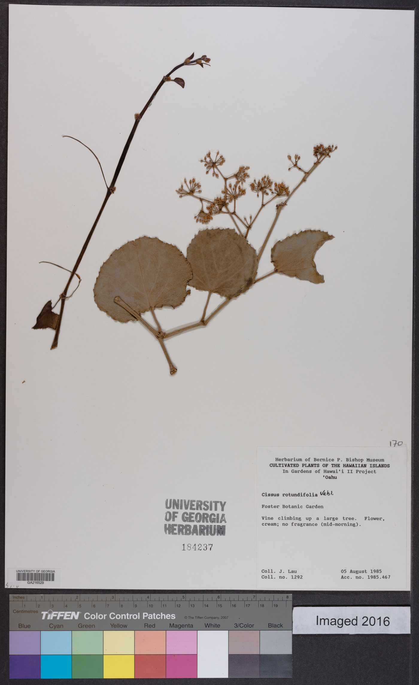 Cissus rotundifolia image