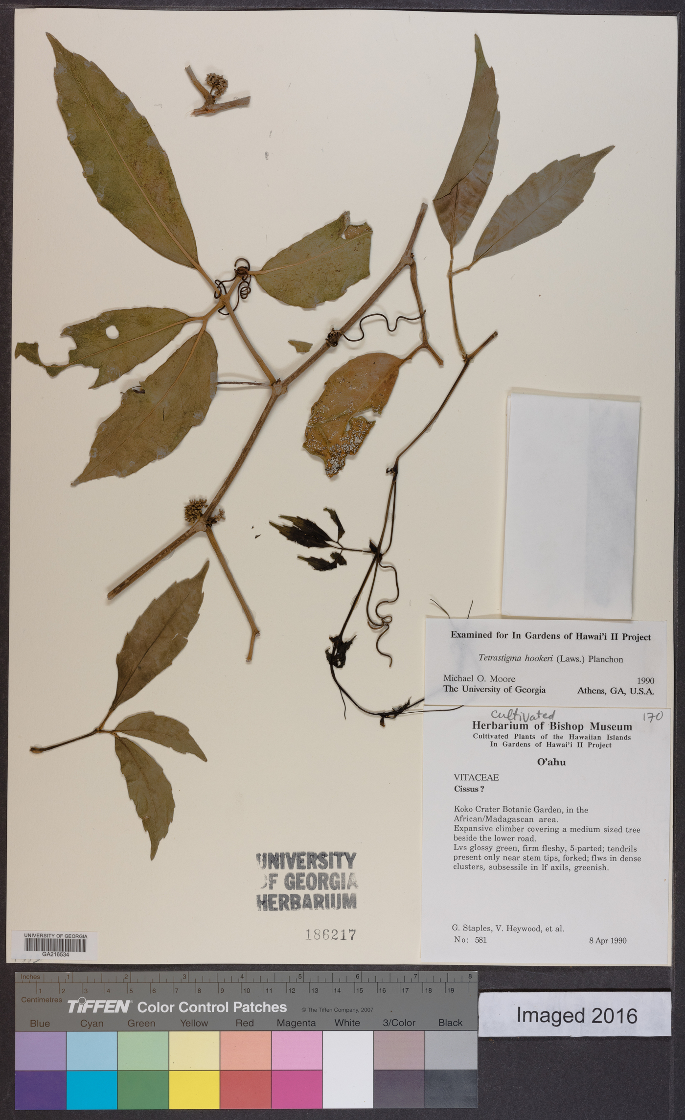 Tetrastigma hookeri image