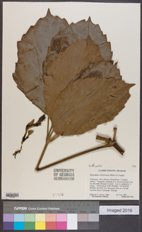 Tetrastigma voinieranum image