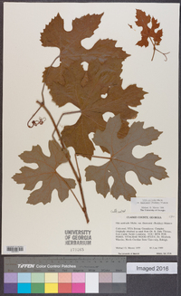 Vitis aestivalis var. lincecumii image