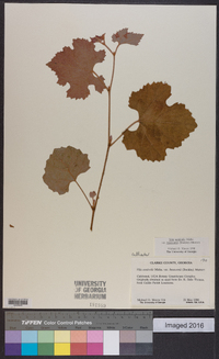 Vitis aestivalis var. lincecumii image