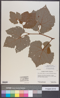 Vitis aestivalis var. lincecumii image