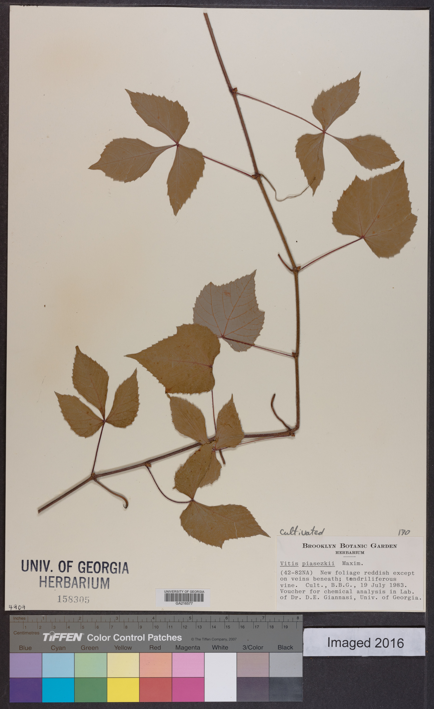 Vitis piasezkii image