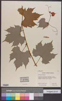 Vitis riparia image