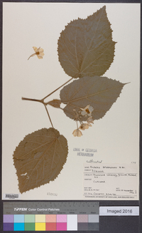 Entelea arborescens image