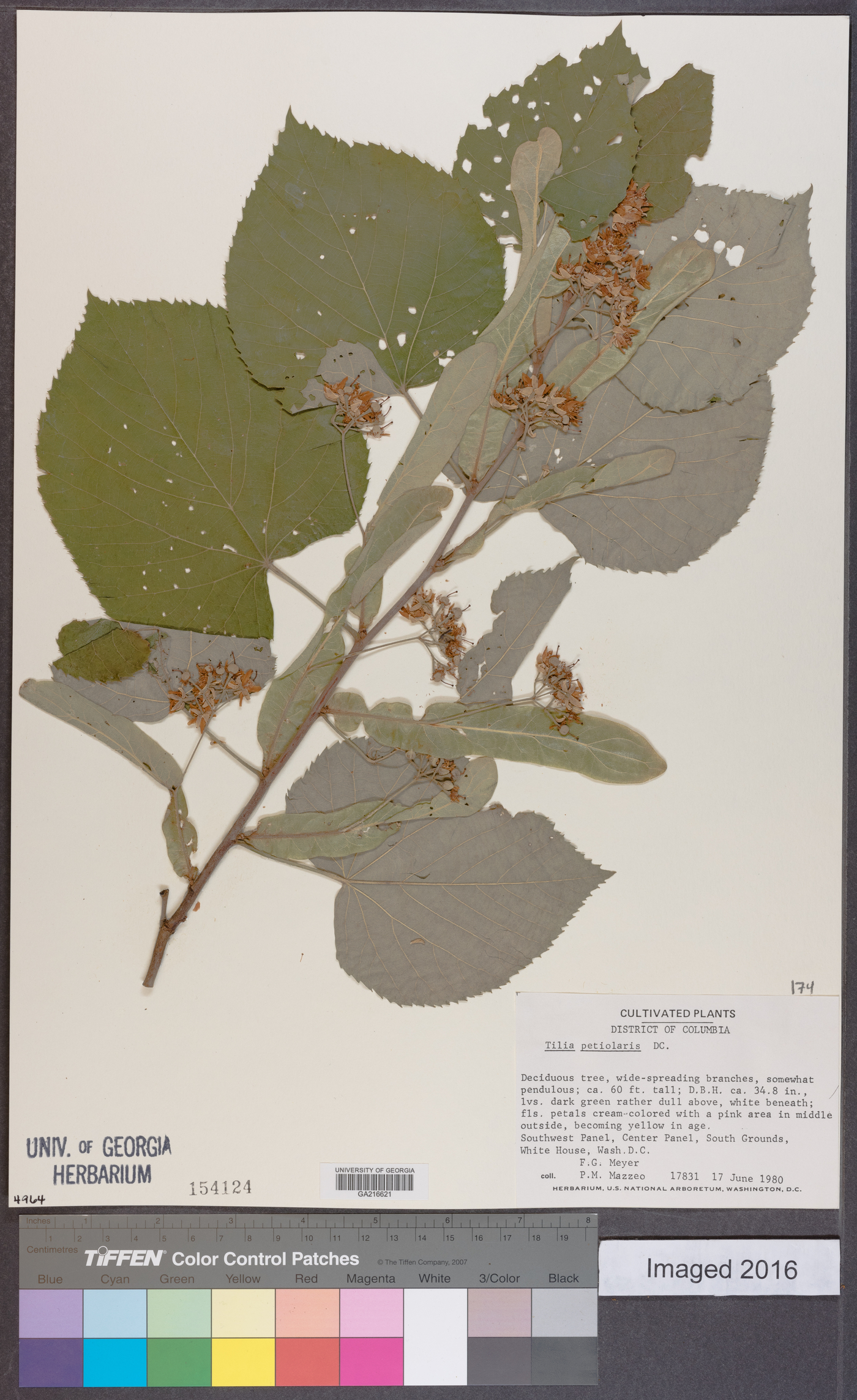 Tilia petiolaris image