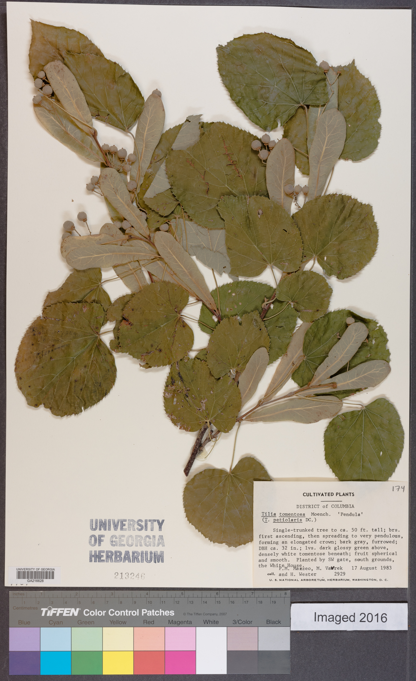 Tilia tomentosa image
