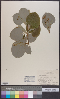 Tilia tomentosa image