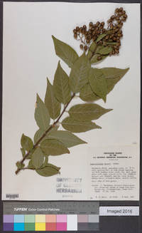 Lagerstroemia fauriei image