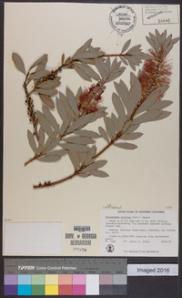 Callistemon citrinus image