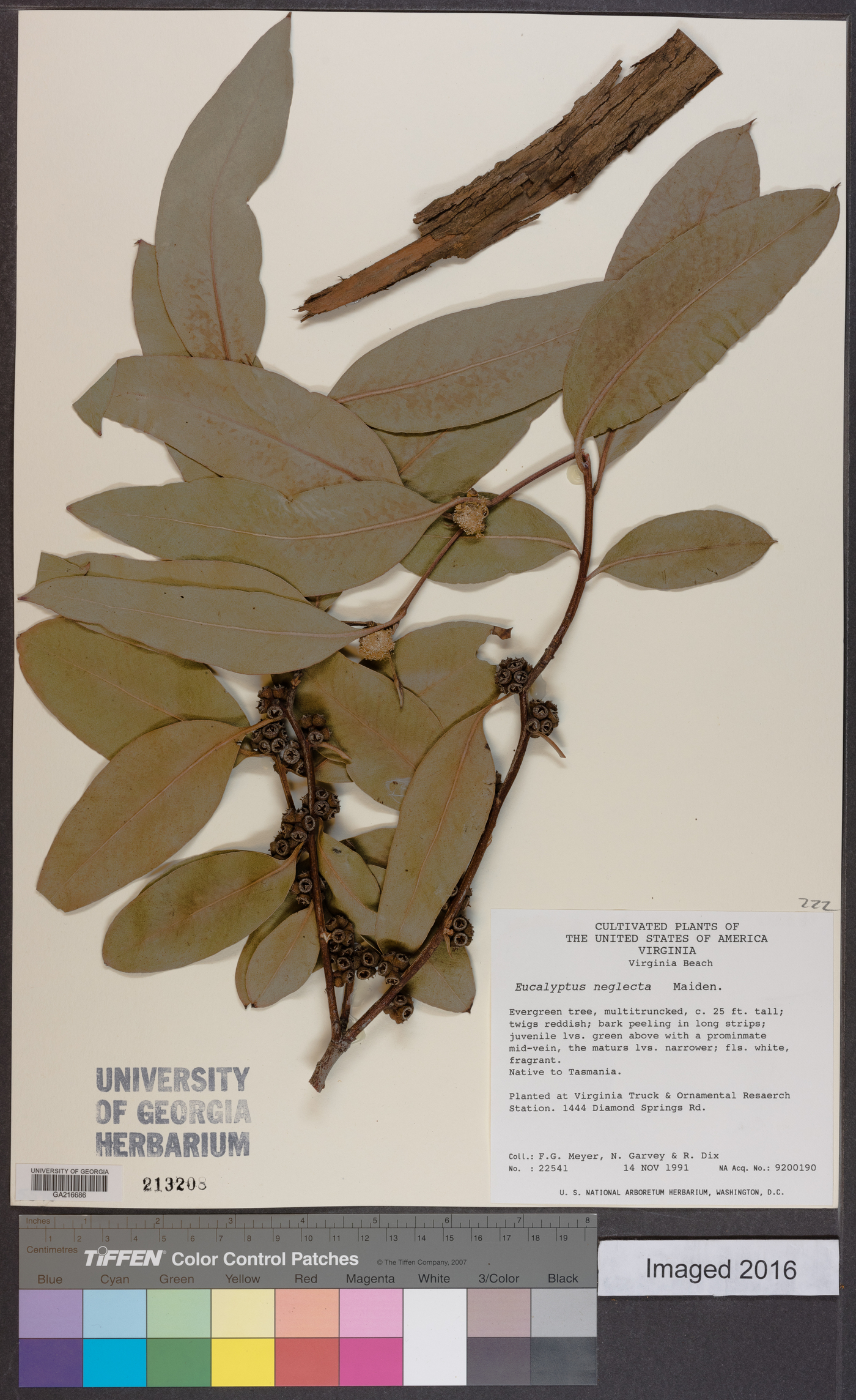 Eucalyptus neglecta image