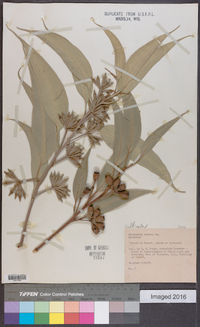 Eucalyptus robusta image