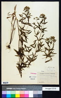 Pycnanthemum virginianum image