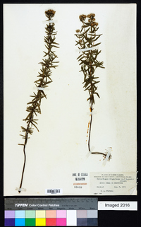 Pycnanthemum virginianum image