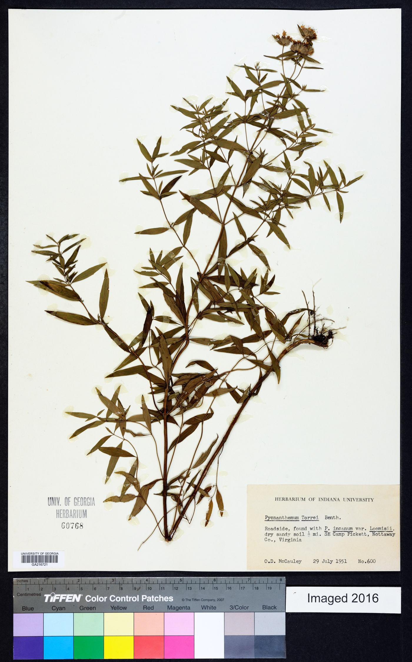 Pycnanthemum torreyi image