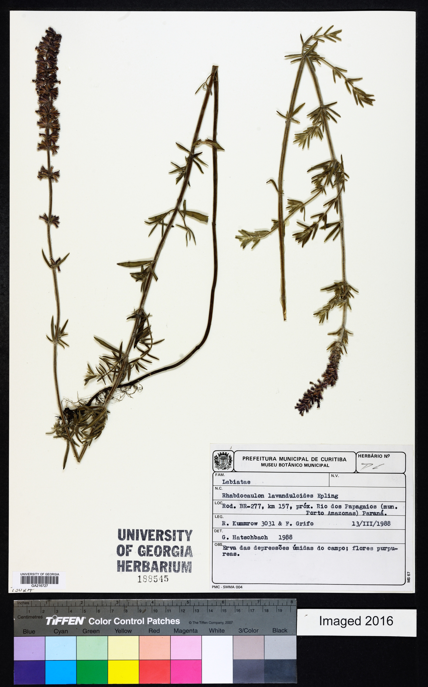 Rhabdocaulon lavanduloides image