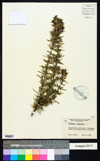 Rosmarinus officinalis image
