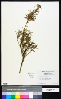 Rosmarinus officinalis image