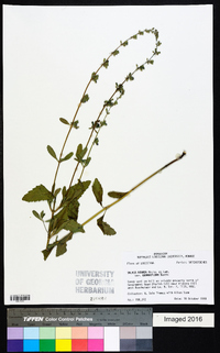 Salvia azurea image